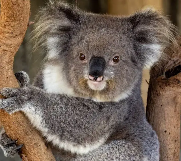 Hunter Valley Wildlife Park