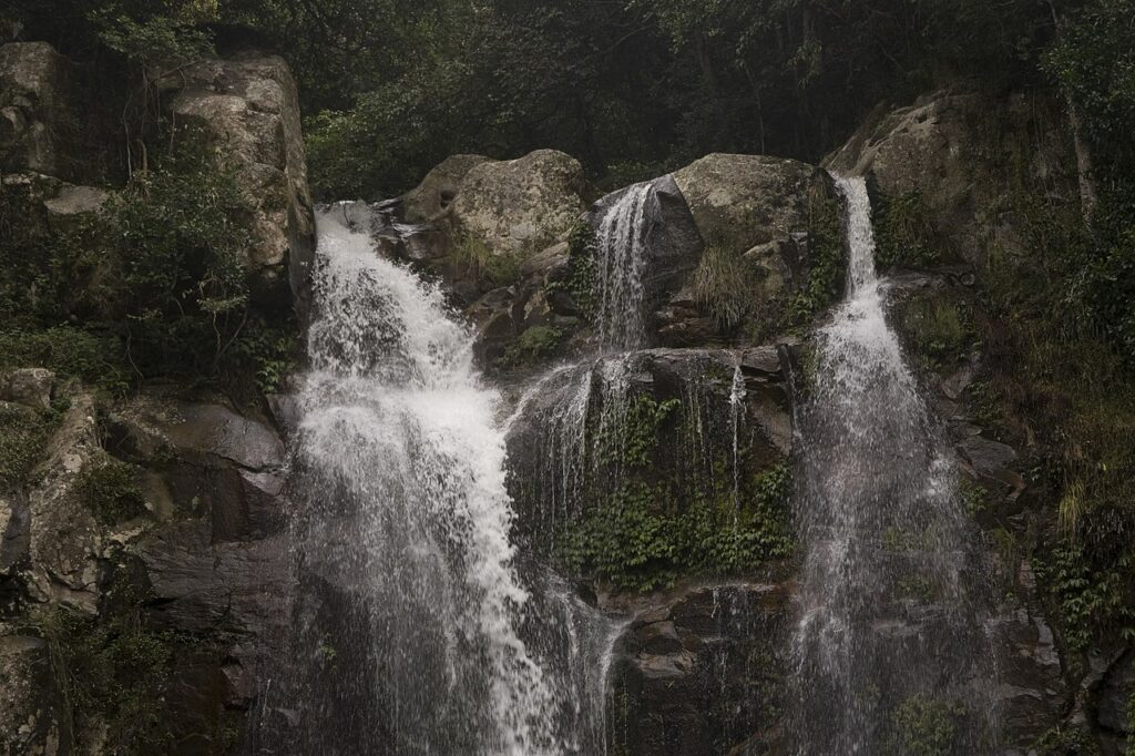 Minnamurra Rainforest
