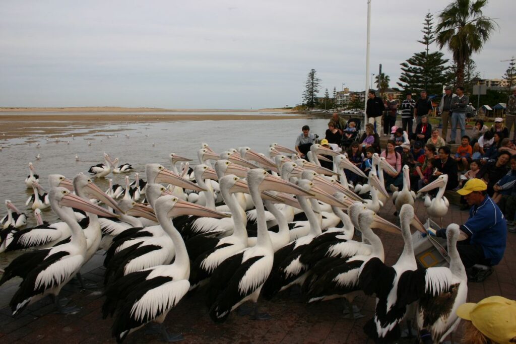Pelican_feeding_at_The_Entrance