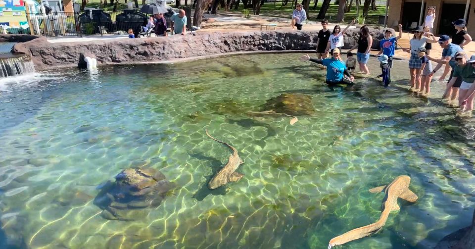 irukandji shark ray encounters