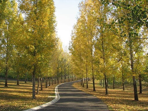 Entrance driveway to tarrawarra estate in yarra valley