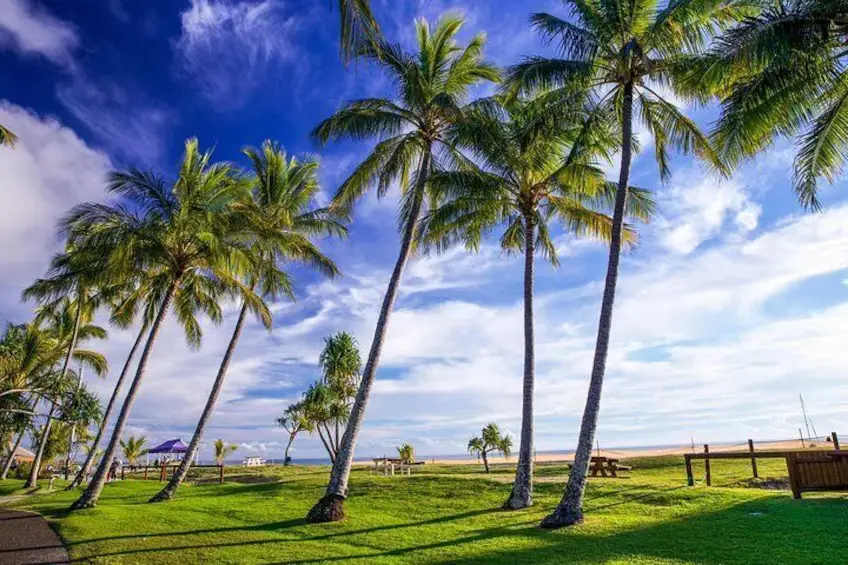 Palm Trees on Moreton Island