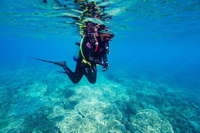 diver swimming in the great barrier reef