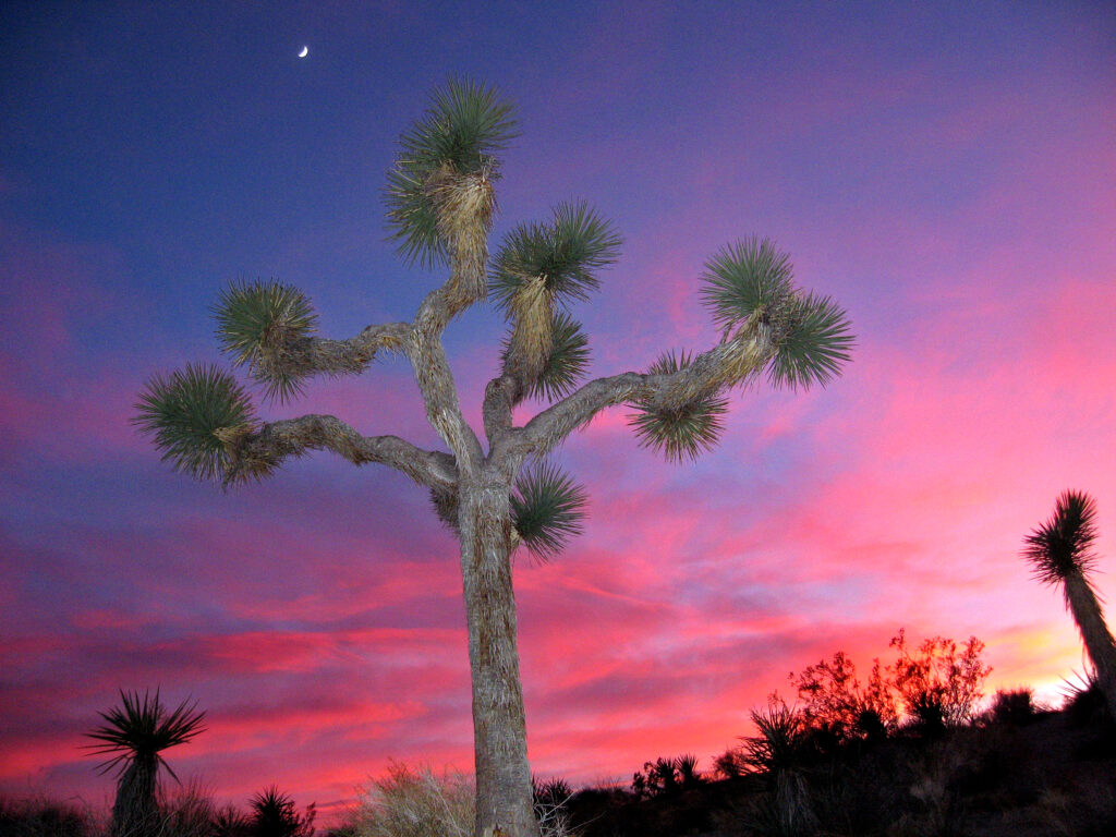 Joshua_tree